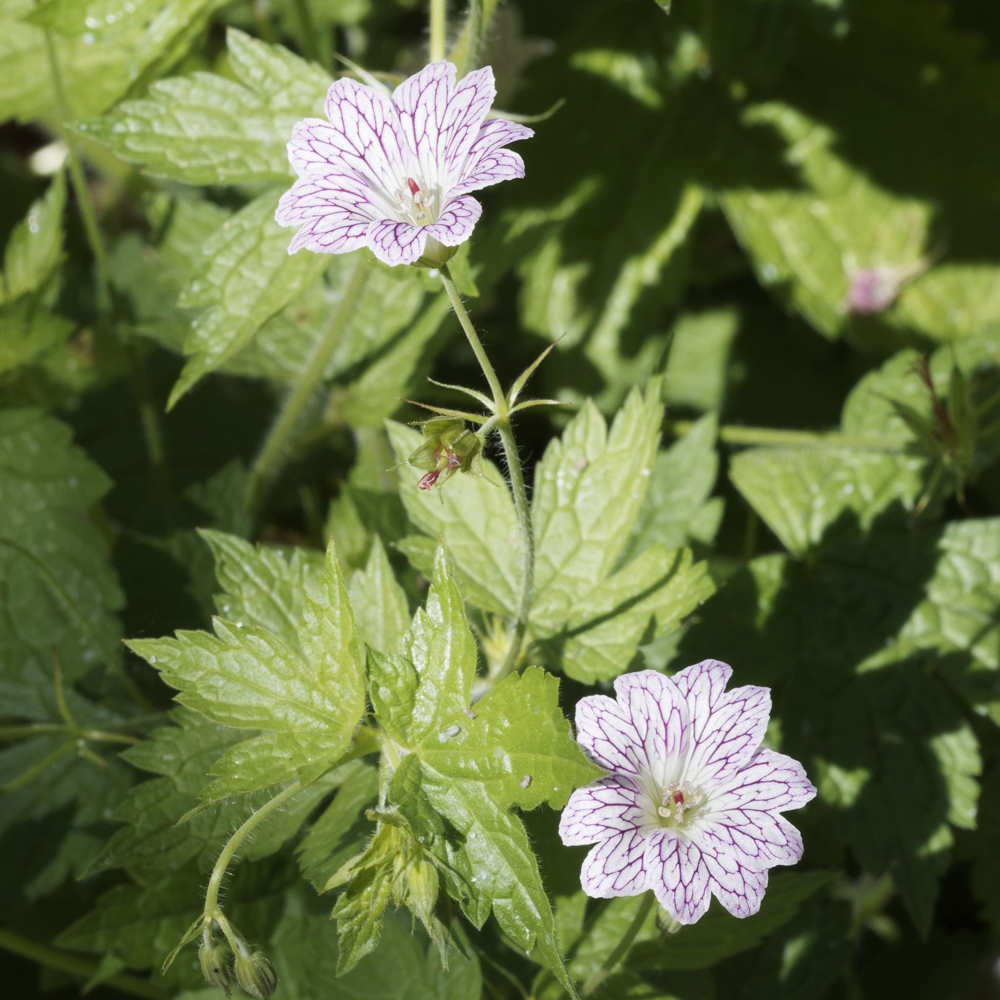 Mehrjährige Geranien Mischung (x9) - Geranium oxonianum katharine adèle , himalayense, - Stauden