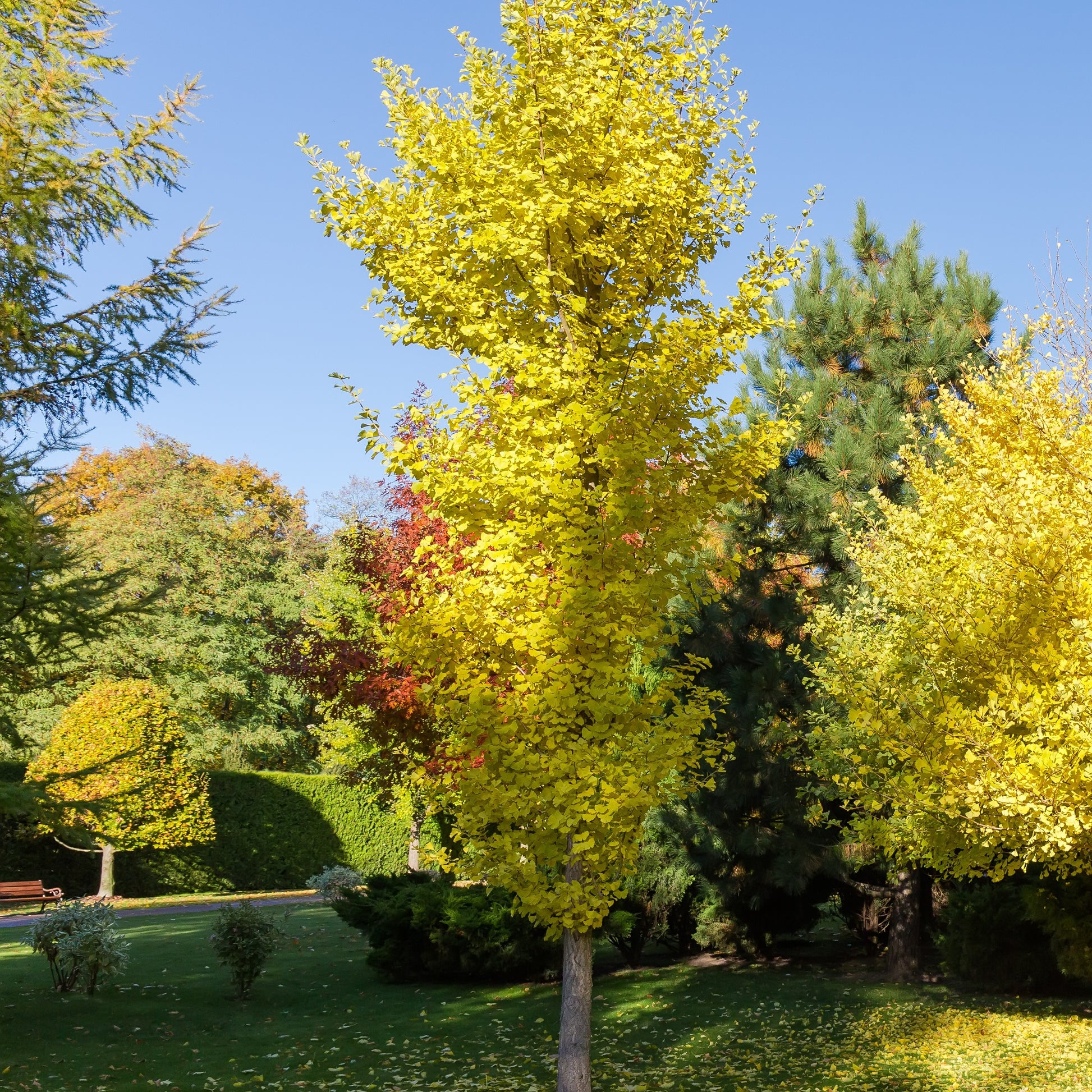 Fächerblattbaum Blagon - Ginkgo biloba blagon - Sträucher und Stauden