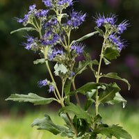 Bartblume Good as Gold - Caryopteris clandonensis good as gold 'novacargol' - Terrasse balkon