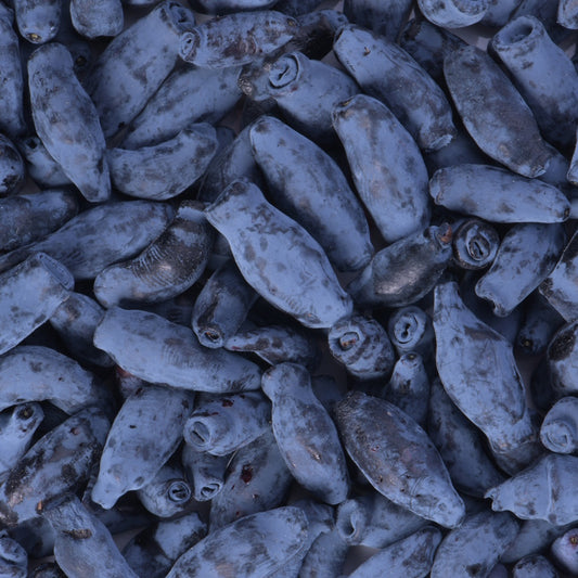 Blaubeere Borealis - Bakker