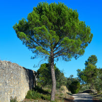 Pinie - Pinus pinea - Sträucher und Stauden