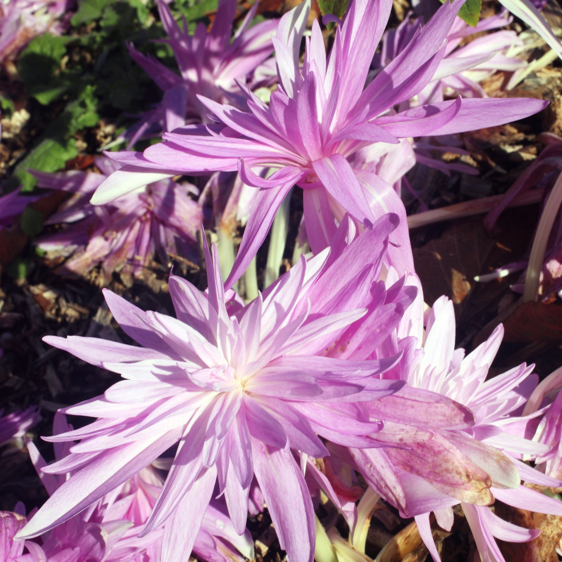 Herbstzeitlose Waterlily - Colchicum 'waterlily' - Blumenzwiebeln