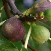 Feigenbaum Violette de Solliès - Ficus carica sollies - Obst