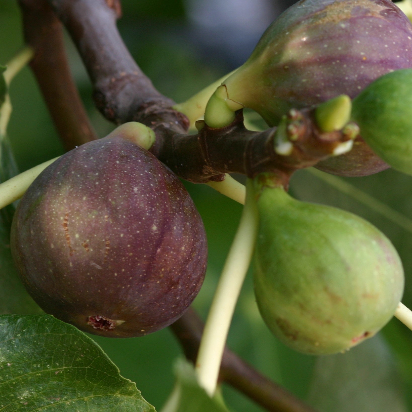 Feigenbaum Violette de Solliès - Ficus carica sollies - Obst