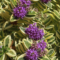 Strauchveronika Variegata - Hebe speciosa 'variegata' - Terrasse balkon