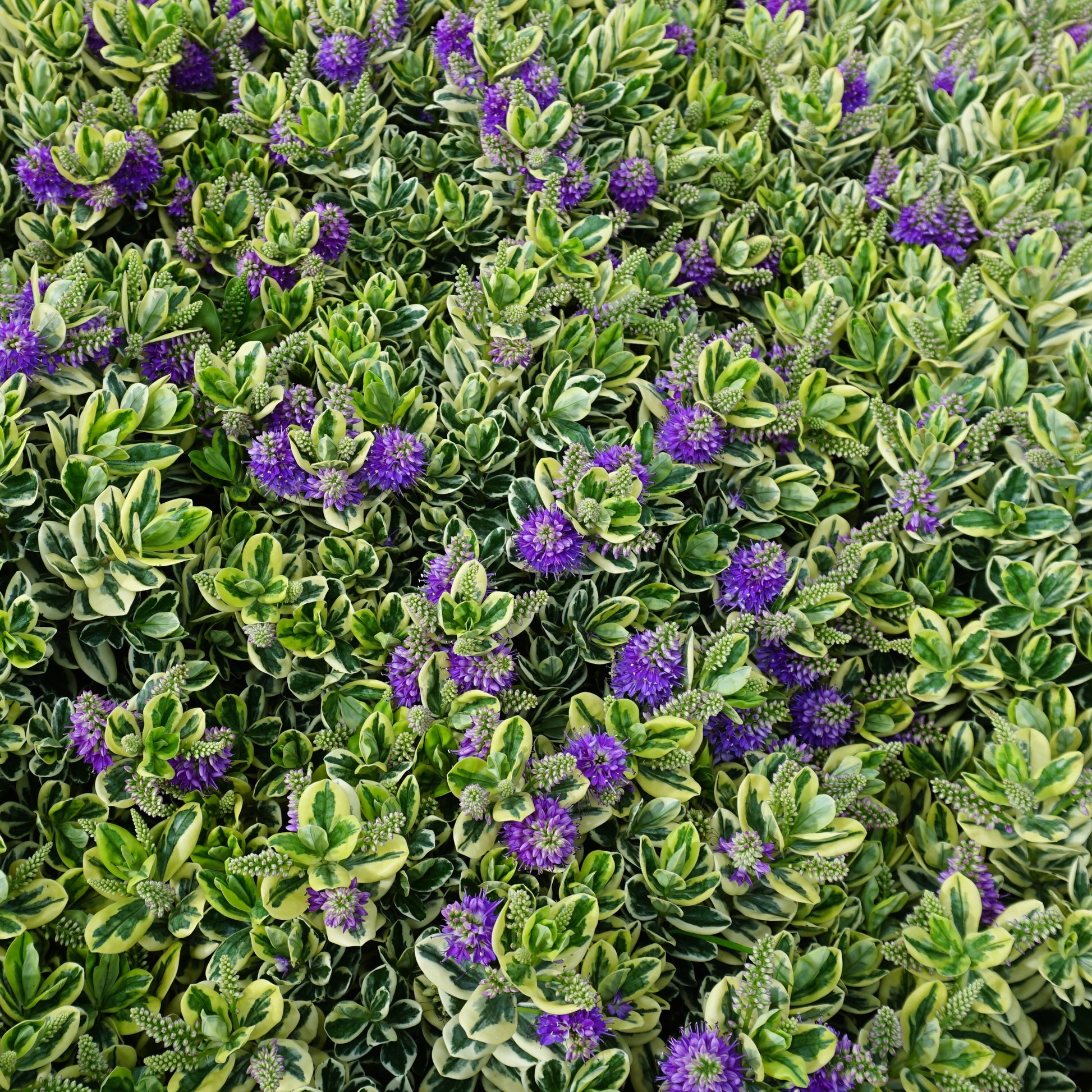 Strauchveronika Variegata - Hebe speciosa 'variegata'