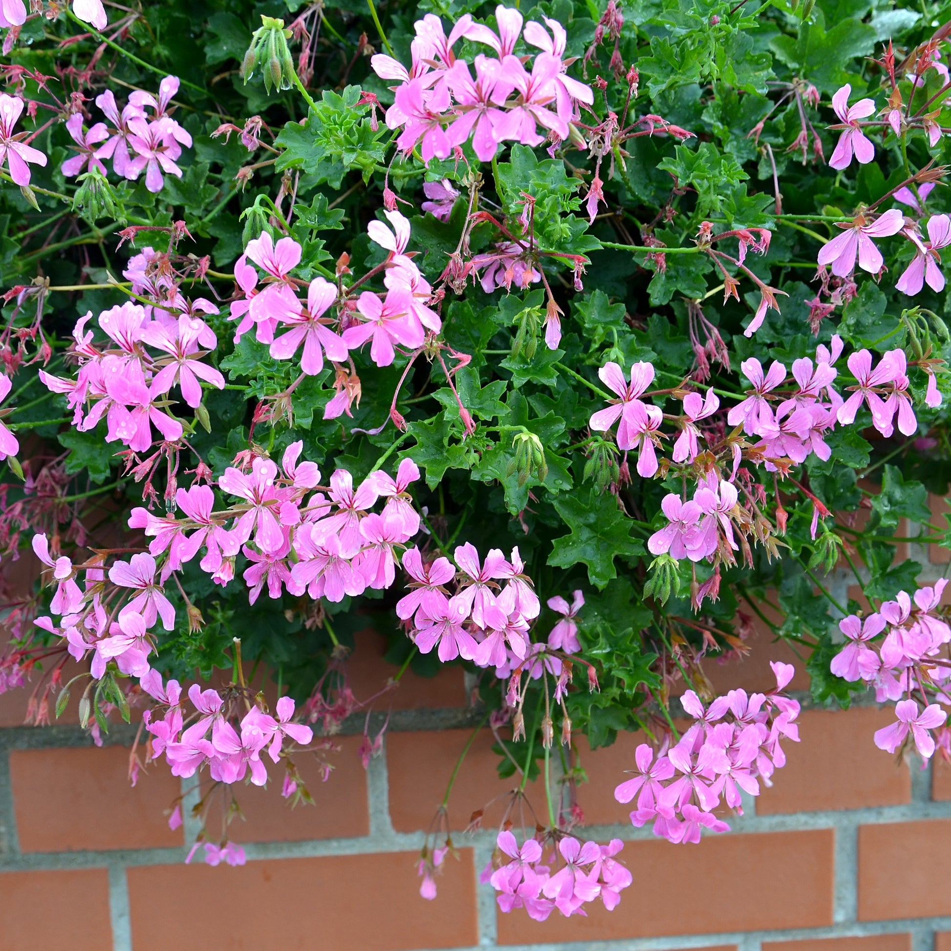 Hänge-Geranie rosa - Pelargonium peltatum - Terrasse balkon