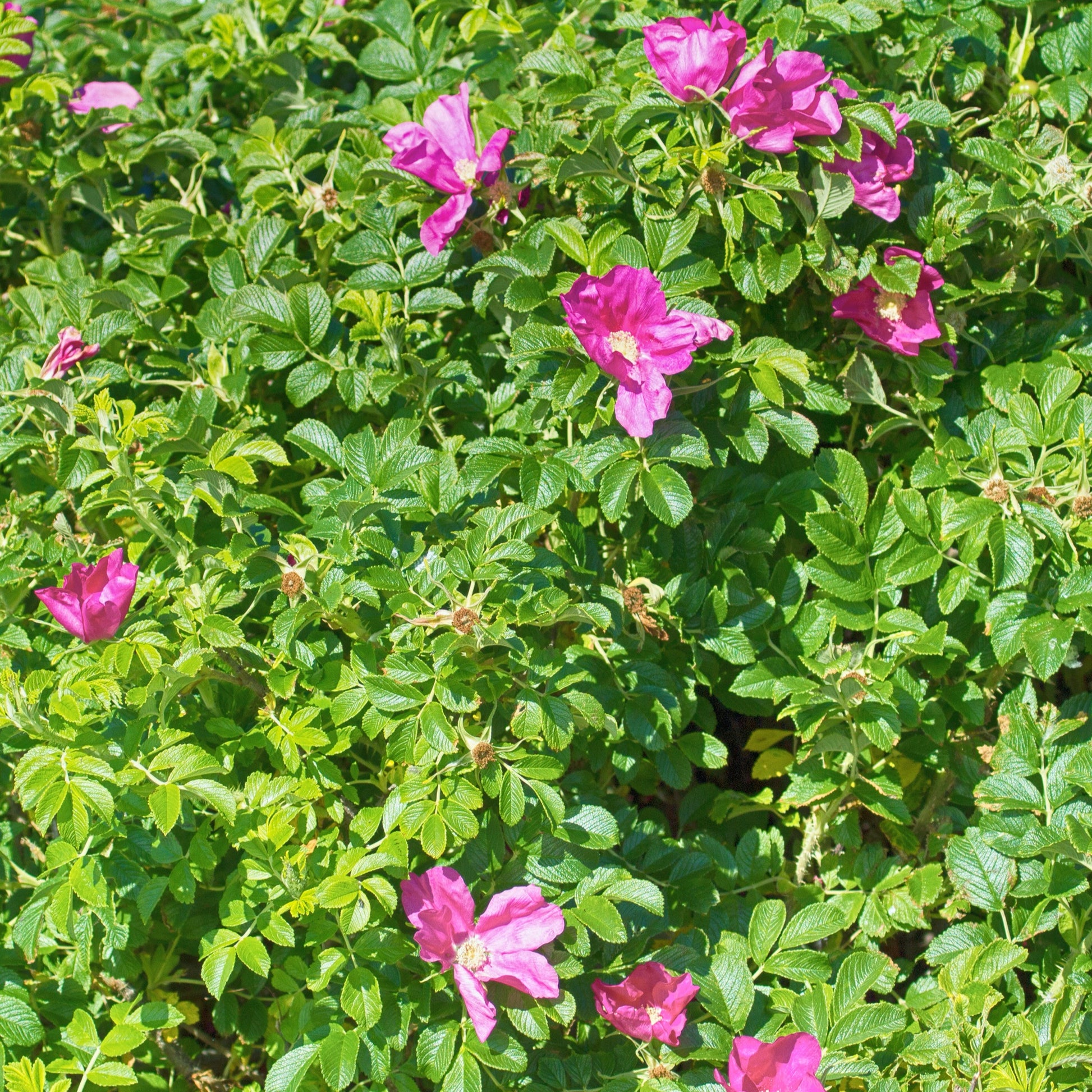 Hagebutte Rubra - Rosa rugosa rubra - Pflanzensorten