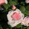 Buschrose rosa - Rosa - Gartenpflanzen