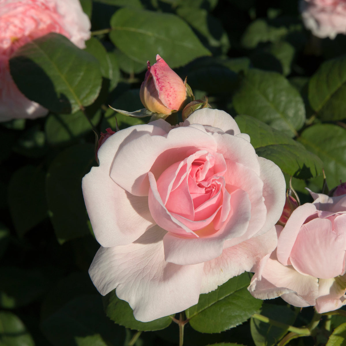 Buschrose rosa - Bakker