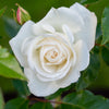 Weiße Strauchrose - Rosa - Gartenpflanzen
