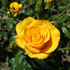 Gelbe Strauchrose - Rosa - Gartenpflanzen