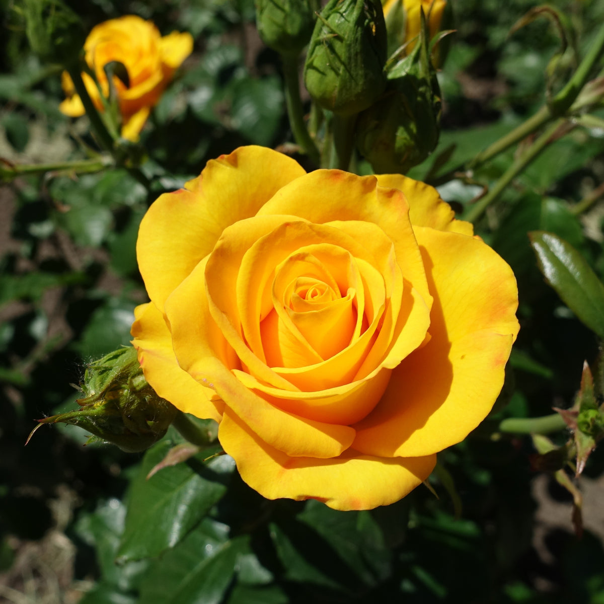 Gelbe Strauchrose - Bakker