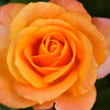 Beetrose orange - Rosa - Gartenpflanzen