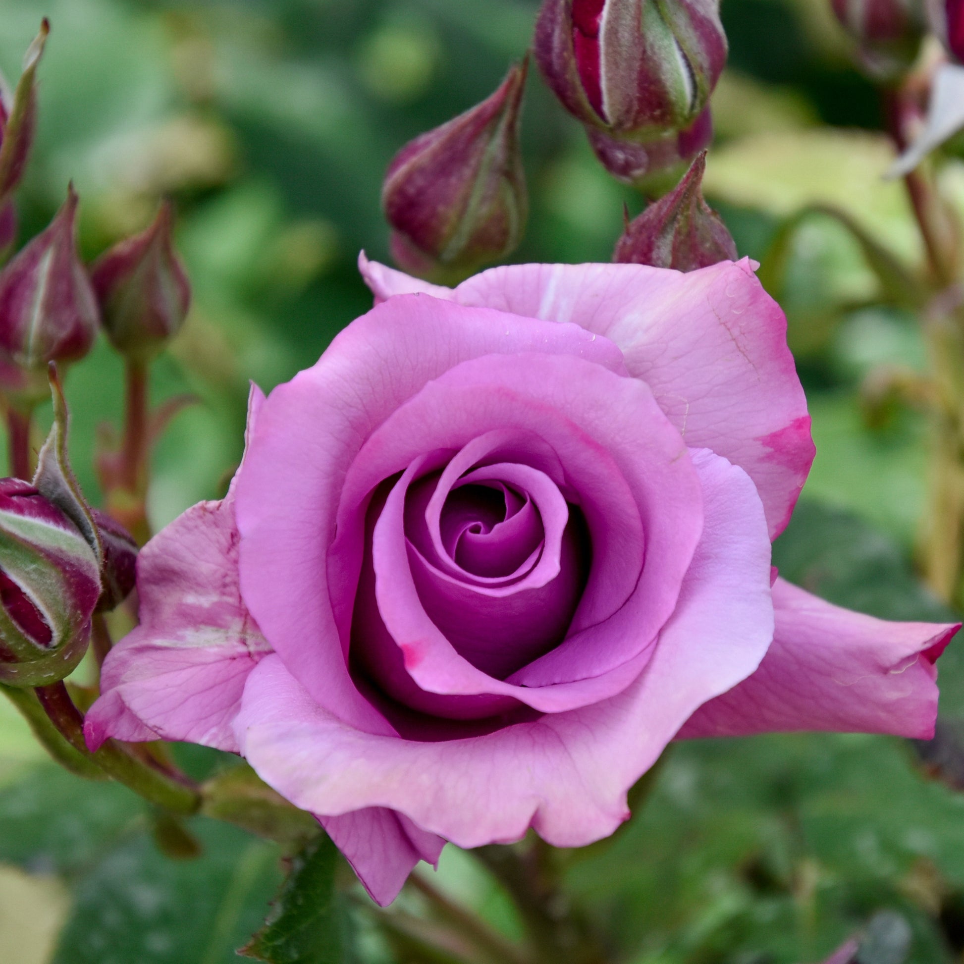 Beetrose violett - Rosa - Gartenpflanzen