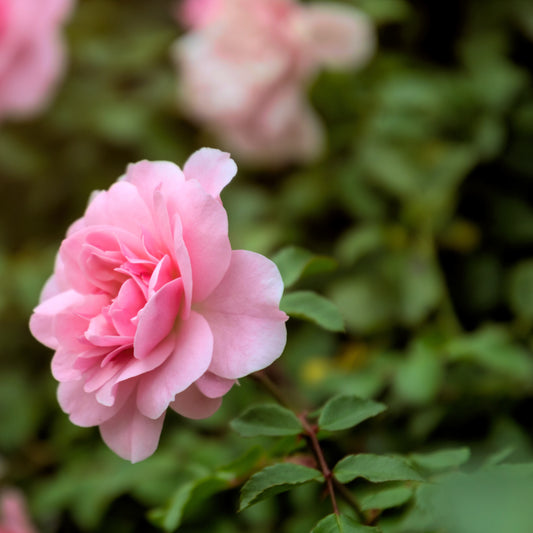 Beetrose rosa - Rosa - Gartenpflanzen