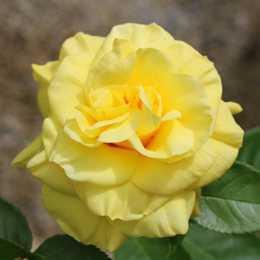 Beetrose gelb - Rosa - Gartenpflanzen