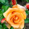 Kletterrose Orange - Rosa - Gartenpflanzen
