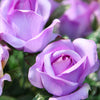 Kletterrose violett - Rosa - Gartenpflanzen