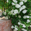 Kletterrose weiß - Rosa - Gartenpflanzen