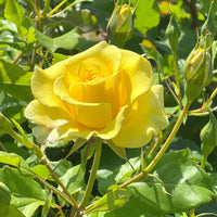 Gelbe Kletterrose - Rosa - Gartenpflanzen