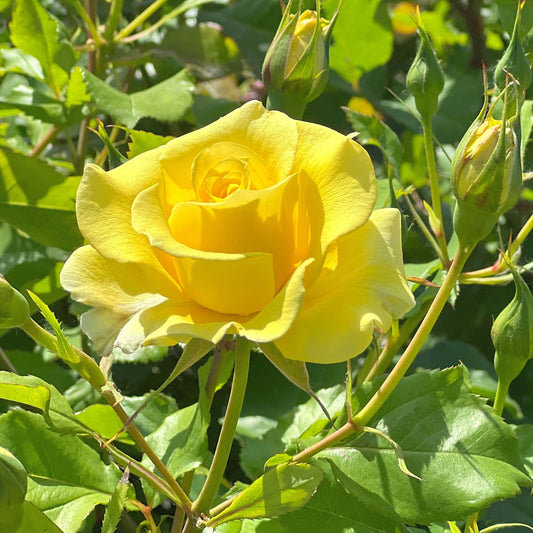 Gelbe Kletterrose - Bakker