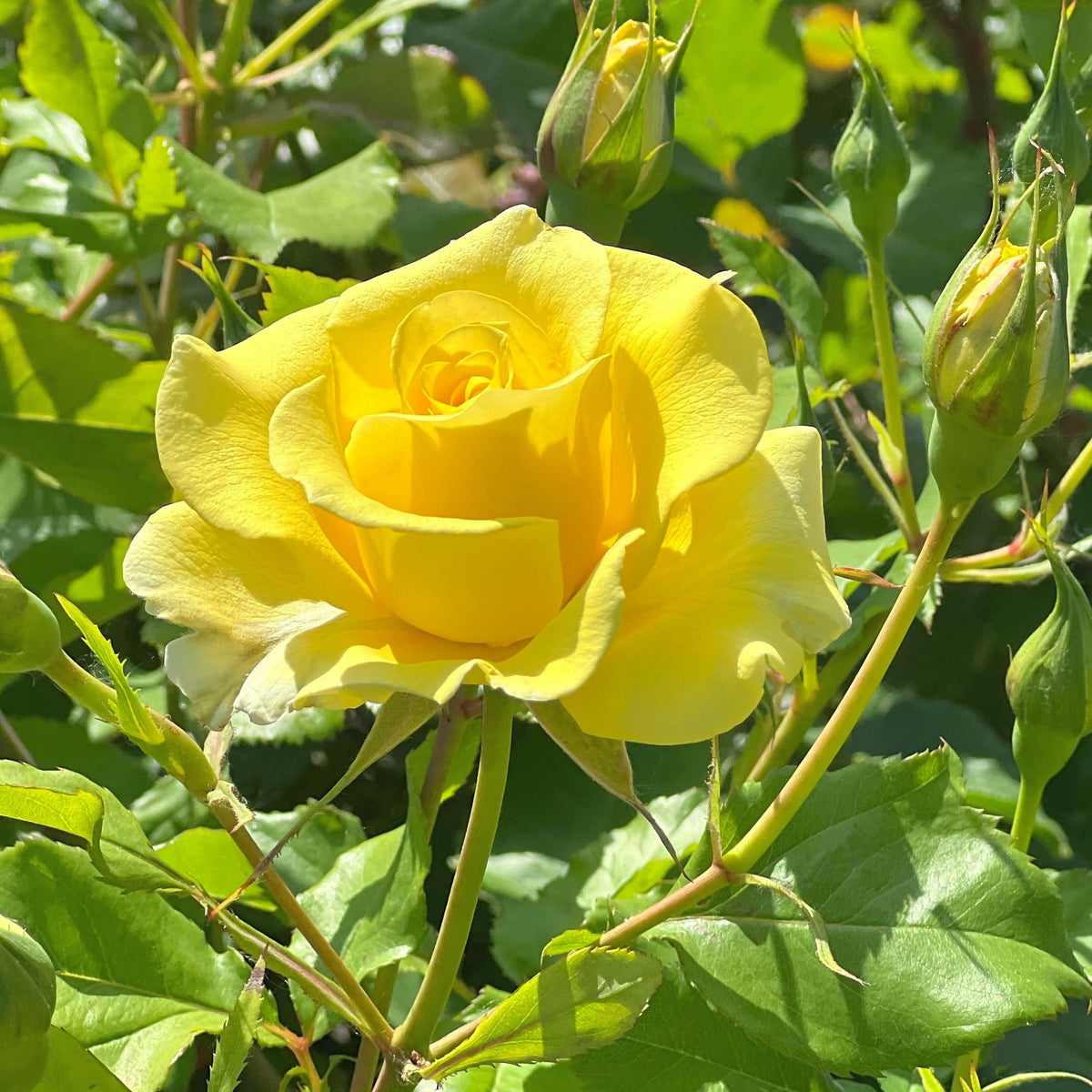 Kletterrose gelb - Bakker