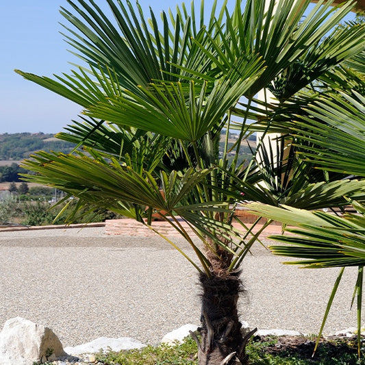 Die Zwerg-Chusan-Hanfpalme - Bakker