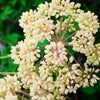 Engelwurz - Angelica archangelica - Gartenpflanzen