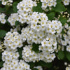 Spierstrauch - Spiraea thunbergii - Sträucher und Stauden