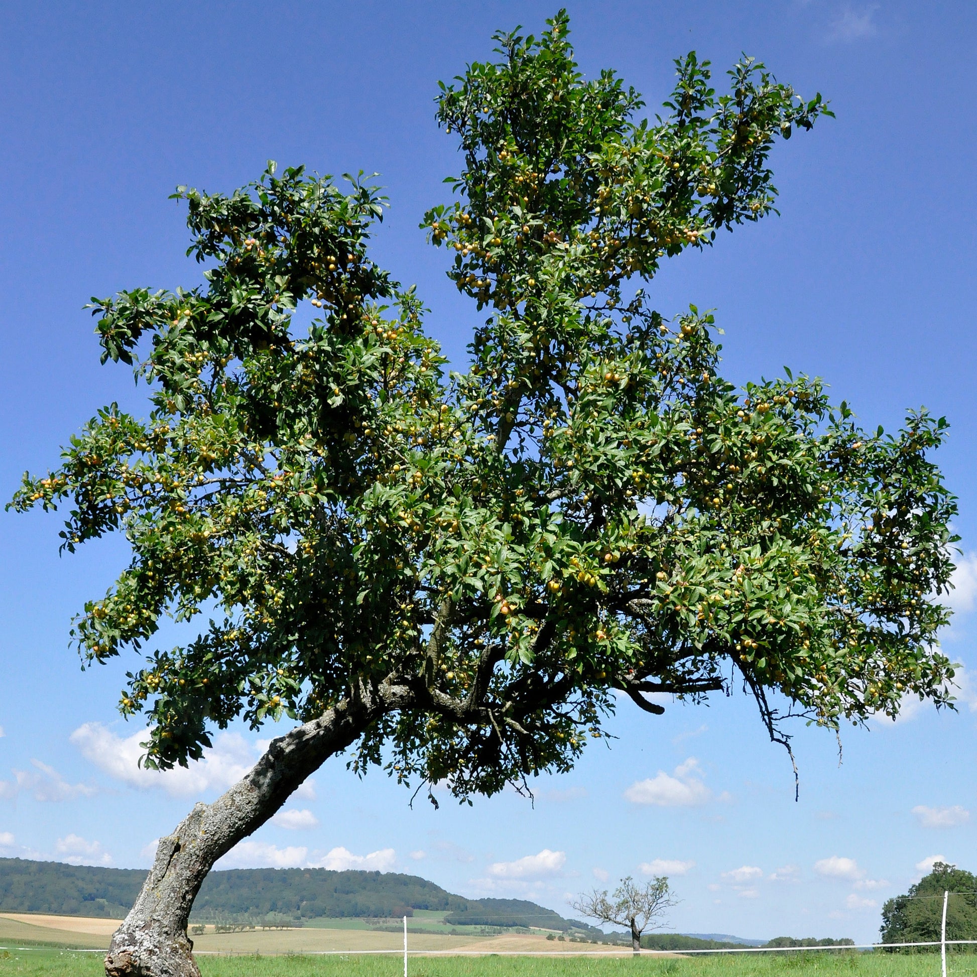 Pflaumenbaum Reine-Claude d'Oullins - Prunus domestica reine-claude d'oullins - Pflaumen