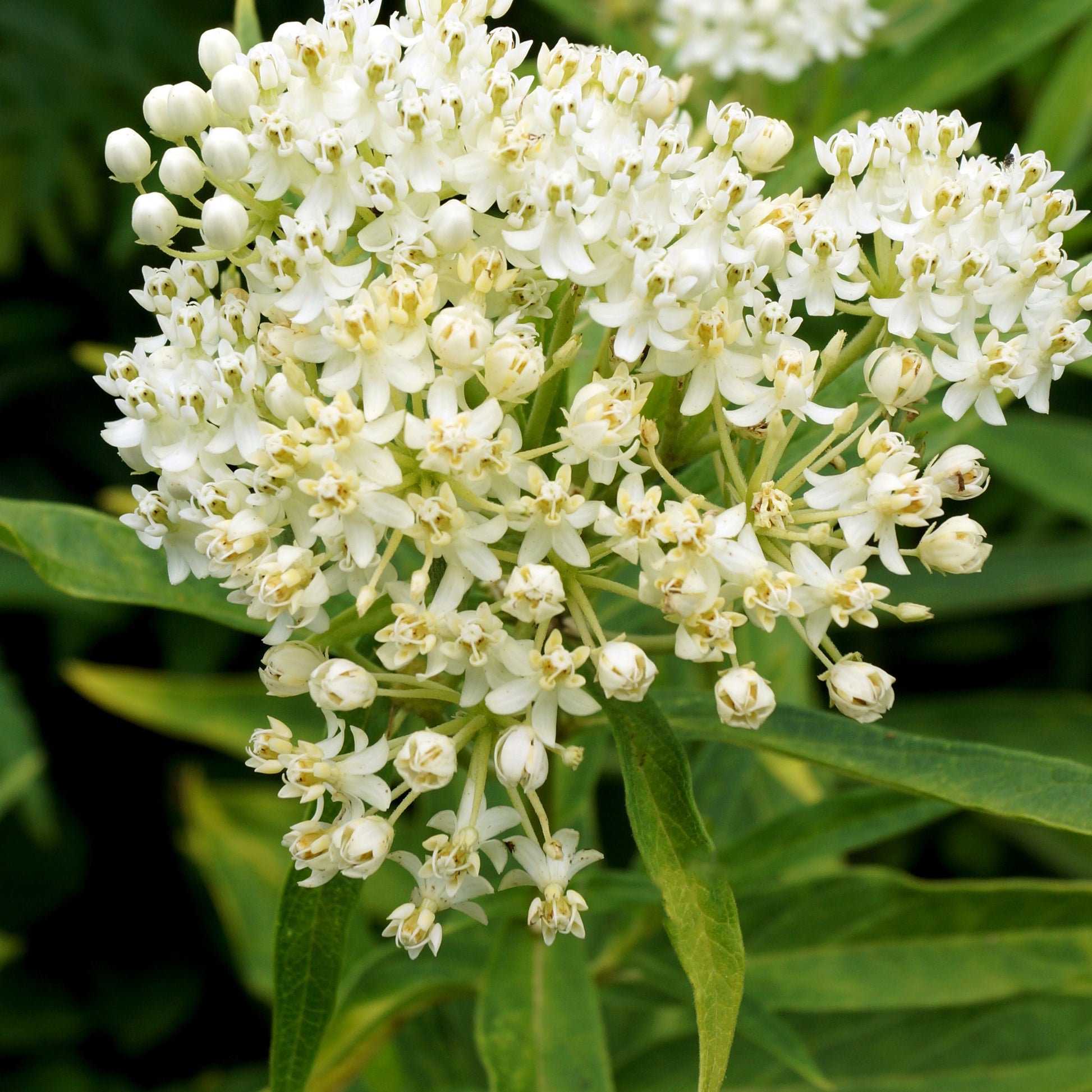 Asclepius incarnatus Ice Ballet (x3) - Asclepias incarnata 'ice ballet' - Gartenpflanzen