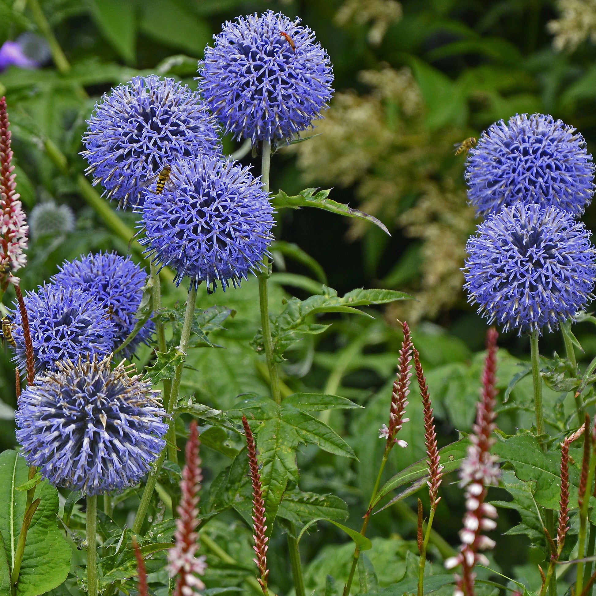 Azurblaue Kugel Veitchs Blue (x3) - Echinops ritro 'veitch's blue' - Gartenpflanzen