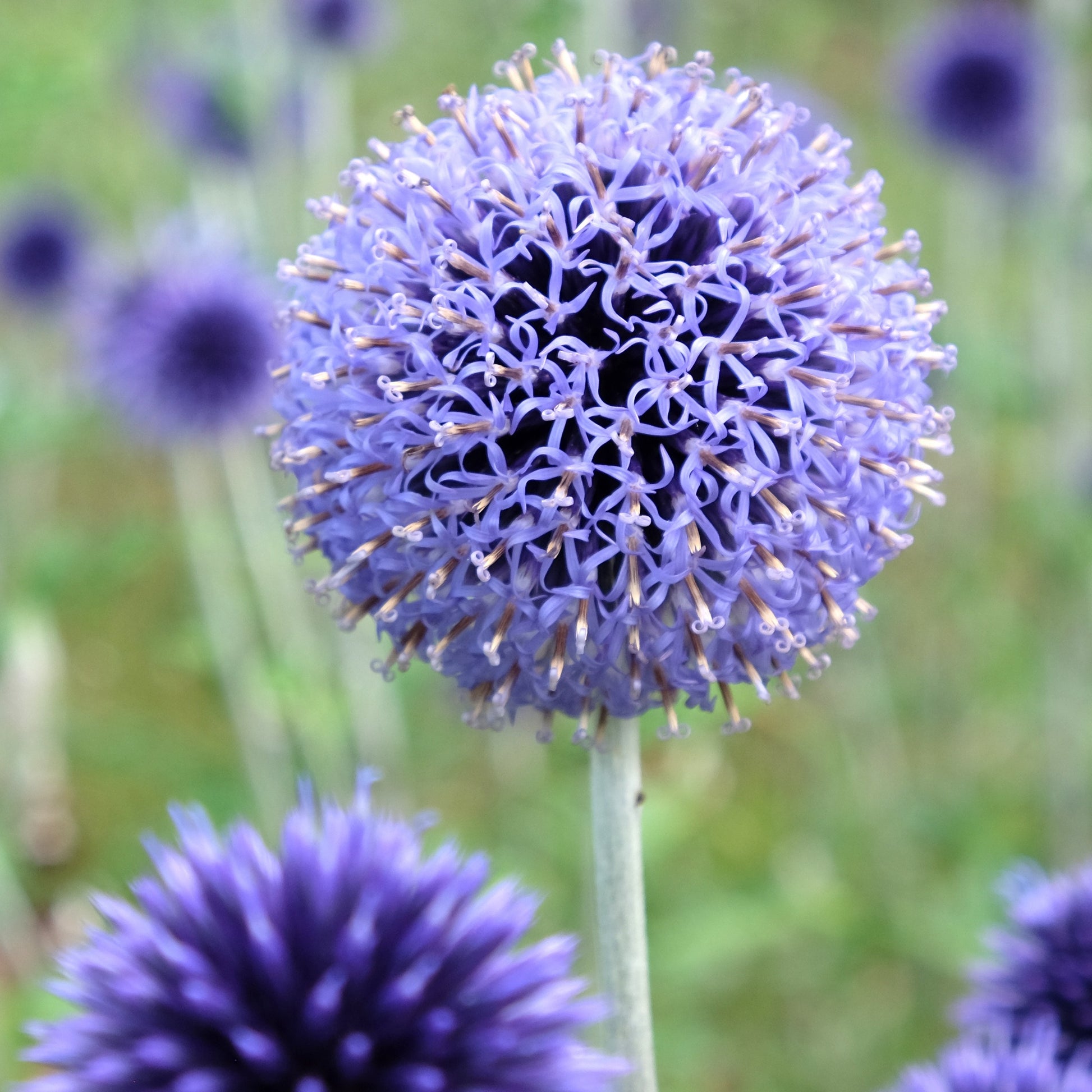 Azurblaue Kugel Veitchs Blue (x3) - Echinops ritro 'veitch's blue' - Sträucher und Stauden