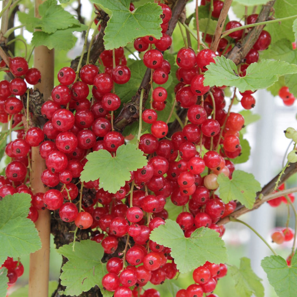 Sammlung von Obstbäumen mit roten Früchten (x9) - Rubus idaeus 'sumo 2', ribes rubrum 'rovada', frag - Obst