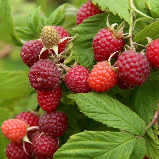 Herbst-Himbeere Autumn First - Rubus idaeus autumn first - Obst