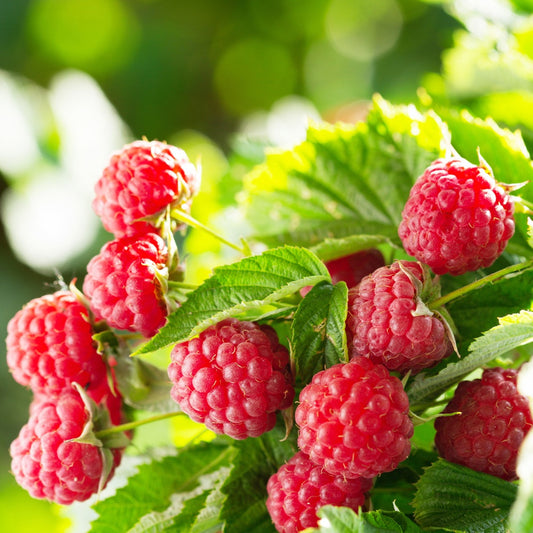 Himbeere Aroma Queen - Bakker