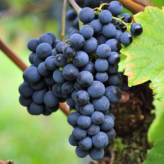 Weinrebe Triomphe d'Alsace - Bakker