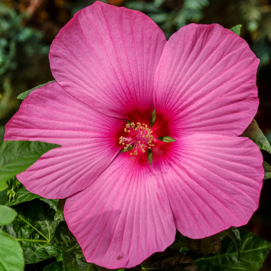 Sumpf-Roseneibisch Carousel ® Pink Passion - Hibiscus moscheutos carrousel ® 'pink passion' - Gartenpflanzen