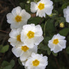 Salbeiblättrige Zistrose - Cistus salviifolius - Gartenpflanzen