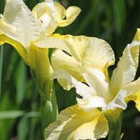 Sibirische Schwertlilie Butter and Sugar - Iris sibirica 'butter and sugar' - Gartenpflanzen