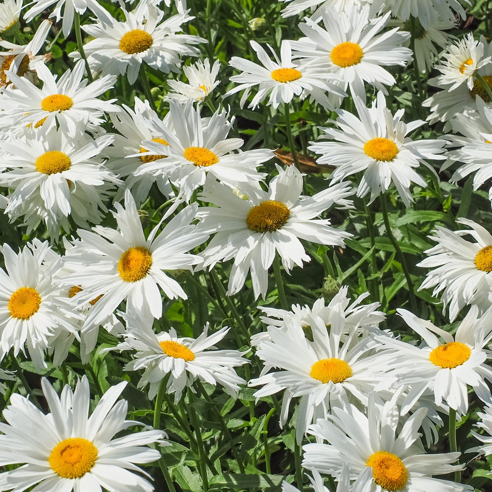 Margariten Sweet Daisy Rebecca - Leucanthemum sweet daisy 'rebecca' - Gartenpflanzen