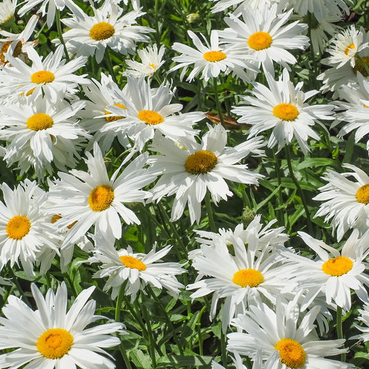 Margariten Sweet Daisy Rebecca - Bakker