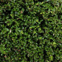 Heckenmyrte - Lonicera nitida - Gartenpflanzen
