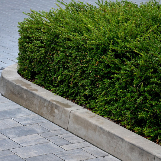 Heckenmyrte - Bakker