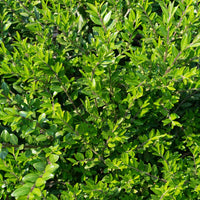Geißblatt - Lonicera pileata - Gartenpflanzen