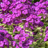 Flammenblume Bambini Primadonna - Phlox paniculata bambini ® primadonna - Gartenpflanzen
