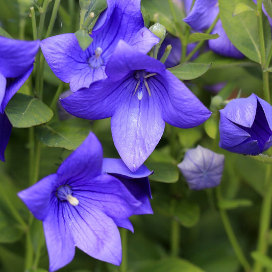 Ballonblume - Platycodon grandiflorus - Gartenpflanzen