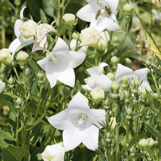 Ballonblume 'Albus' - Platycodon grandiflorus albus - Gartenpflanzen