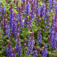 Blüten-Salbei Sensation Deep Blue - Salvia sensation 'deep blue' - Gartenpflanzen